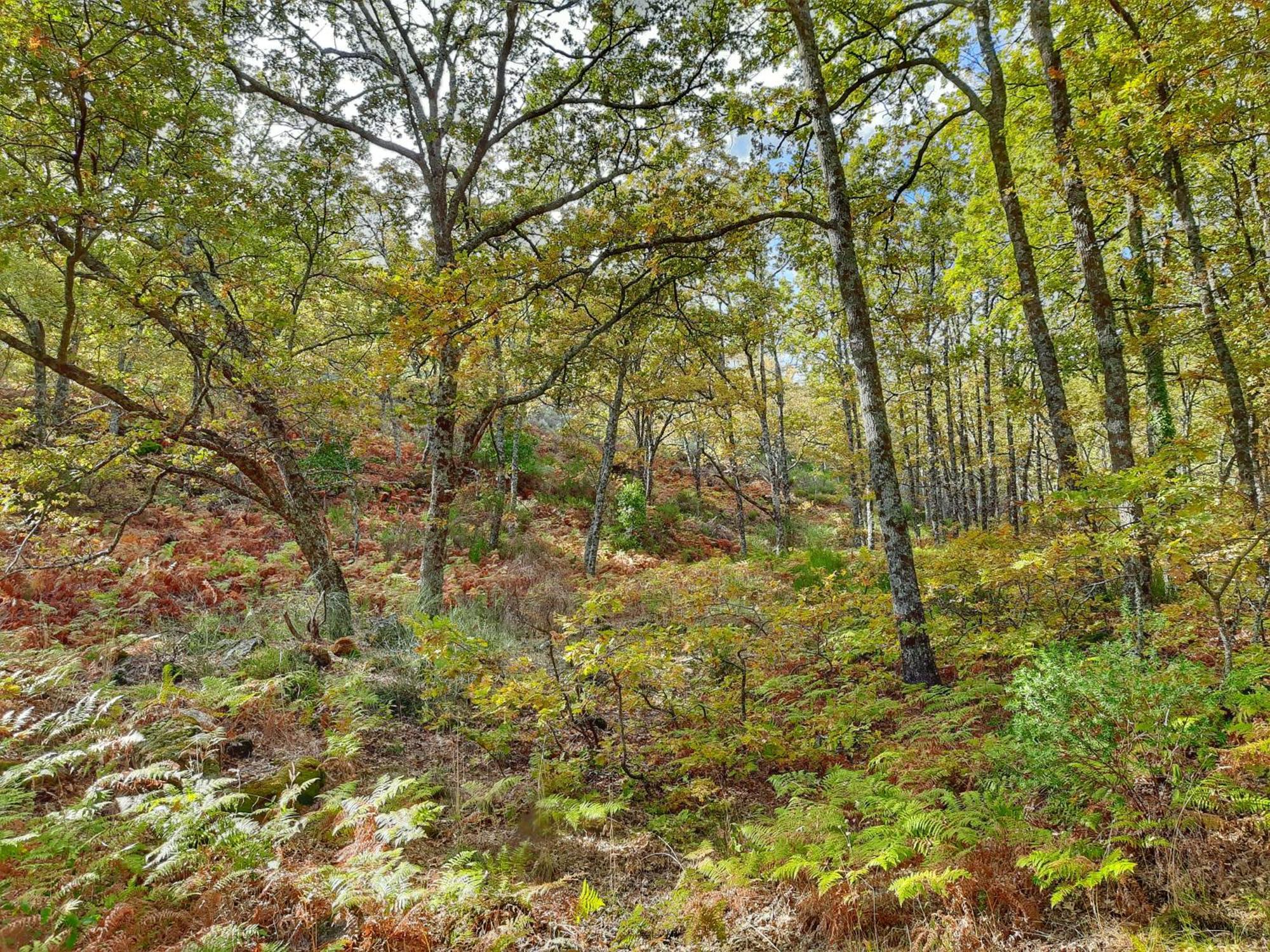 Apartamentos Rurales Entre Fuentes Cuacos De Yuste Exteriér fotografie